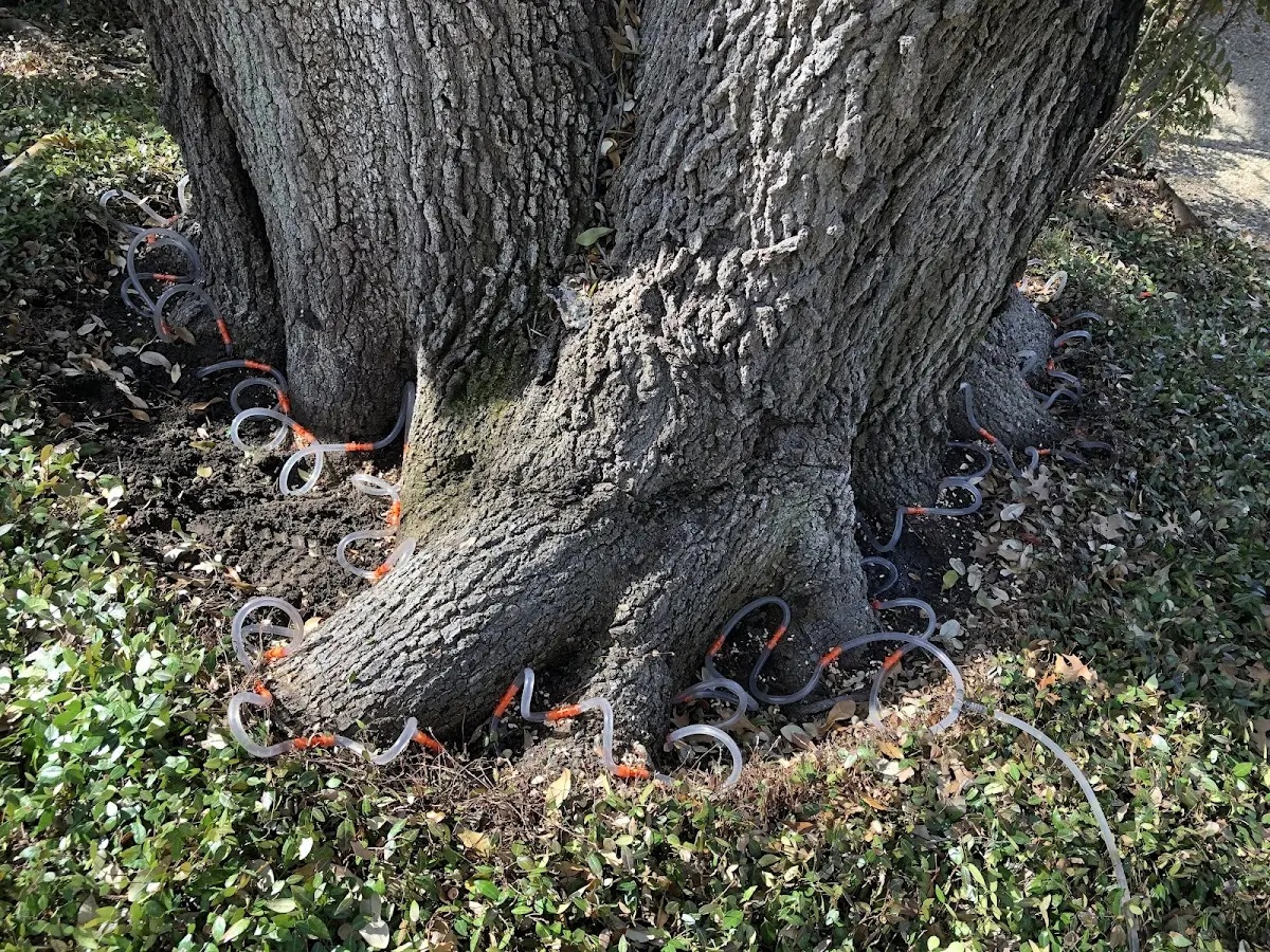 Detailed Tree Cabling and Bracing job site in Coosada