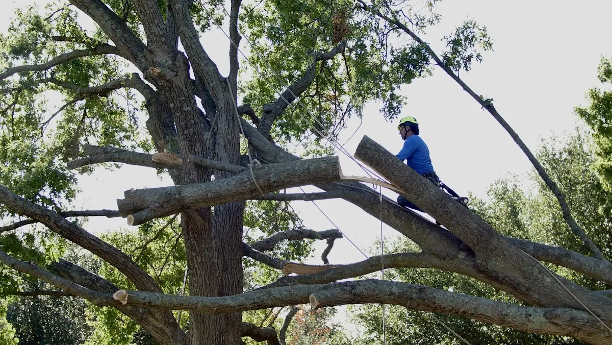 Professional Hazardous Tree Removal performed by certified arborists in Coosada