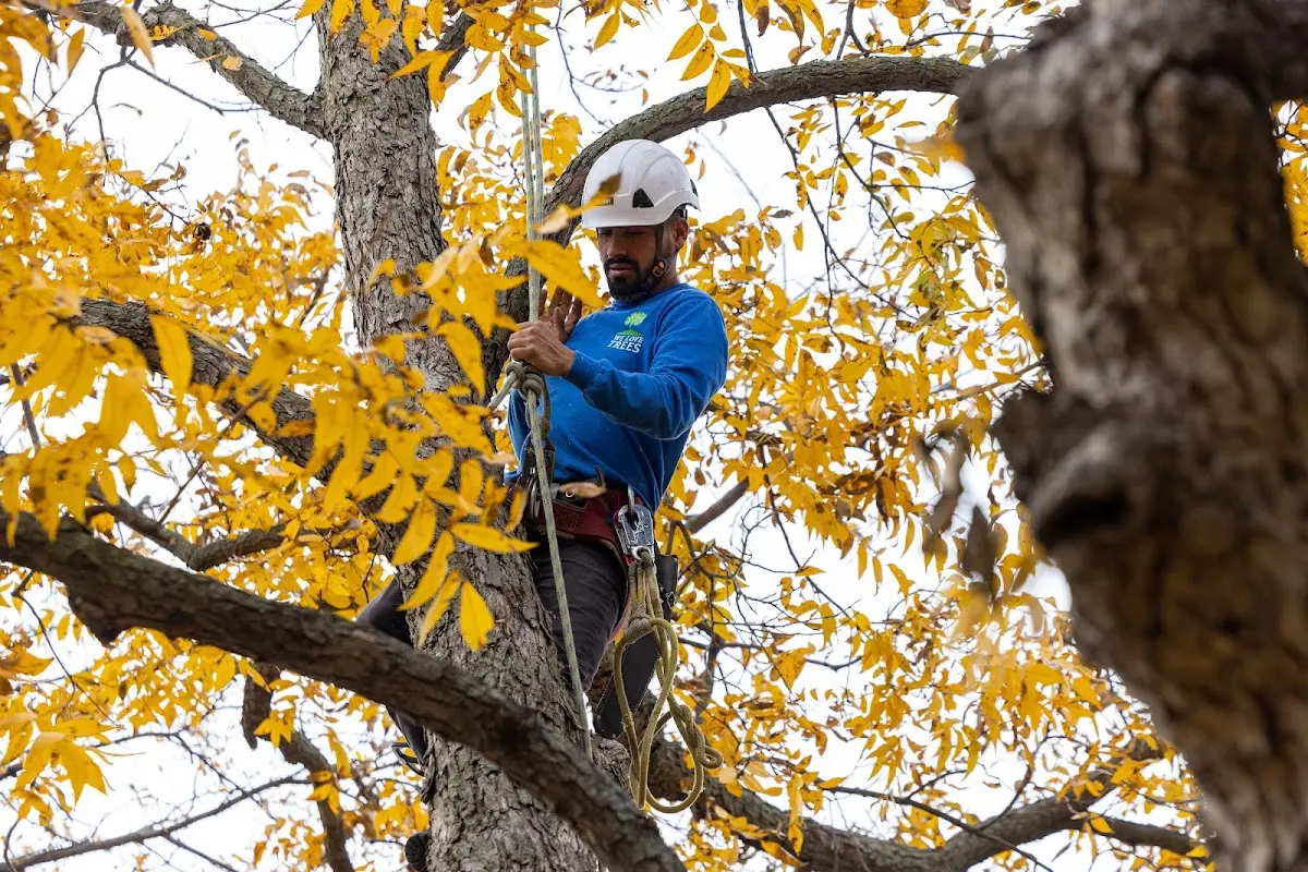 Skilled Tree Transplanting crew working in Coosada